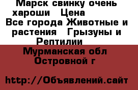 Марск свинку очень хароши › Цена ­ 2 000 - Все города Животные и растения » Грызуны и Рептилии   . Мурманская обл.,Островной г.